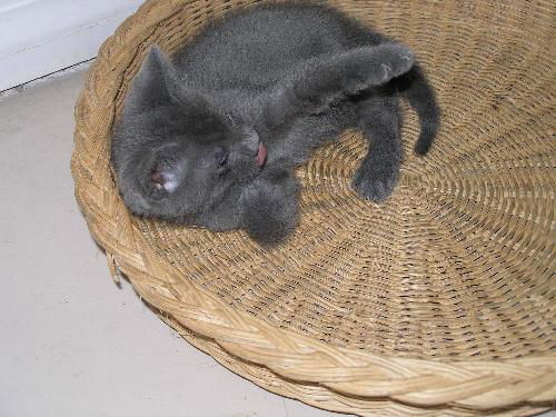 PJ