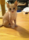 Cooper