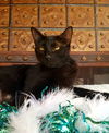 Jinxy - Fun loving girl!!