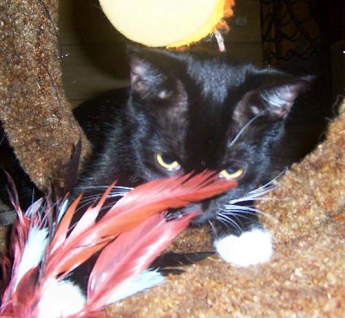 Penelope 2011