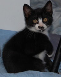 Sasha 2012