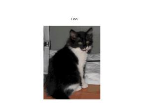 Finn 2012