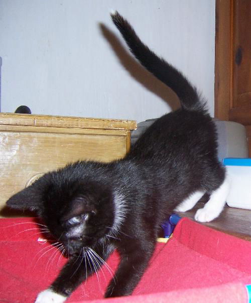 Tipper 2011