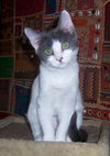 Cutie Pie 2012
