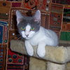 Cutie Pie 2012