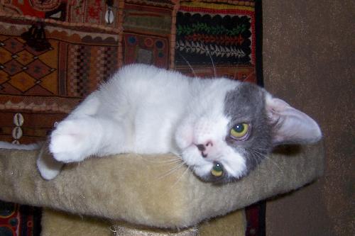 Cutie Pie 2012