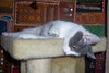 Cutie Pie 2012