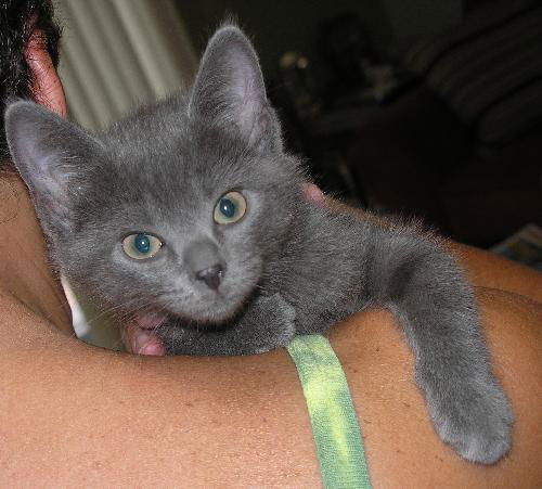 Pewter
