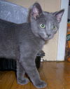 Pistol 2012
