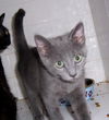 Pistol 2012