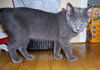 Pistol 2012