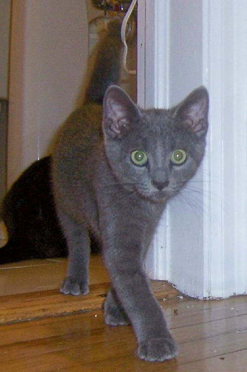 Pistol 2012