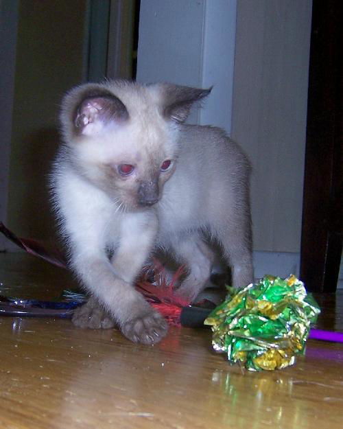 Sasha 2012