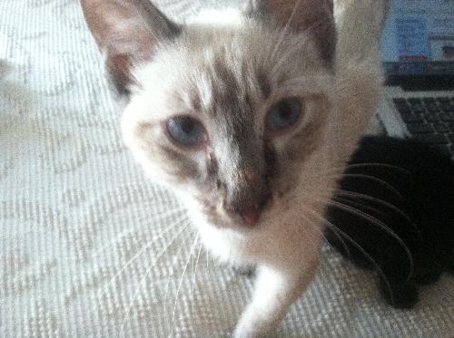 Miso