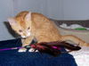 Sonny 2012