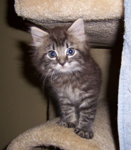 Squeaker