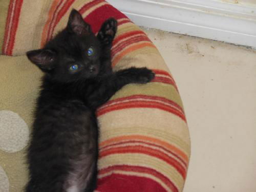 Pippin