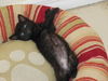 Pippin