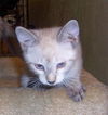 Stryker