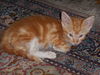 Lucas