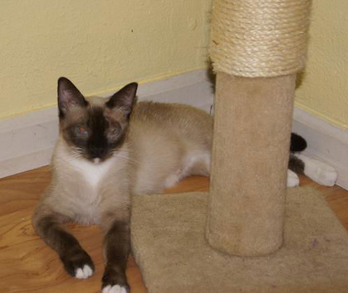 Princess 2008