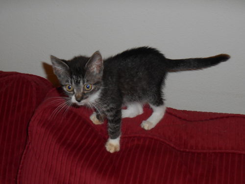 Pippi
