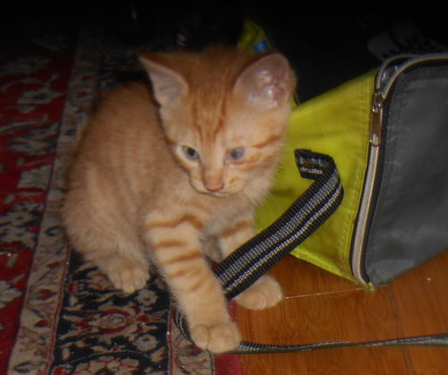 Stuart