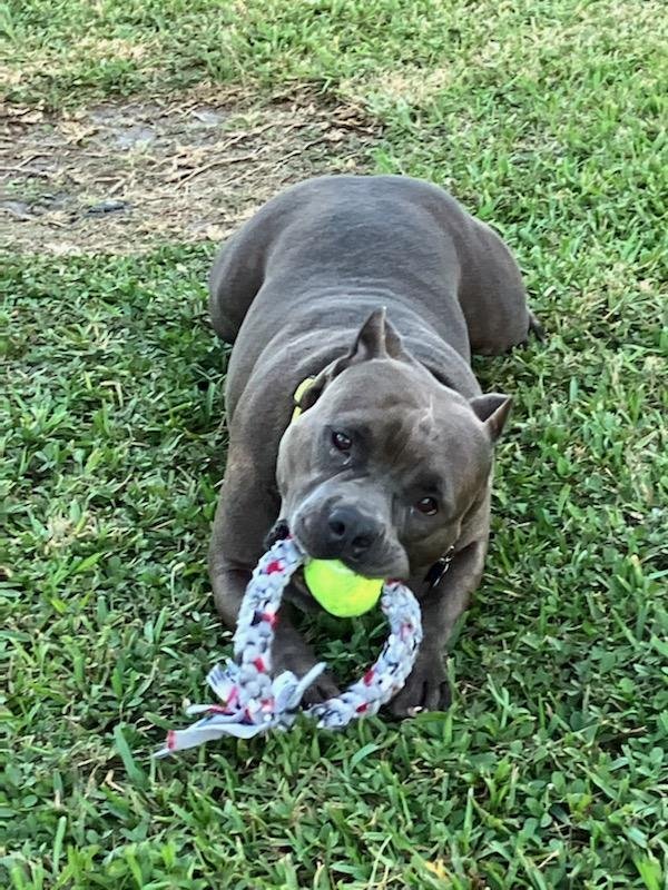 adoptable Dog in Boynton Beach, FL named Dozer