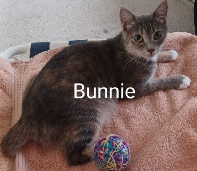 adoptable Cat in Boynton Beach, FL named Bunnie