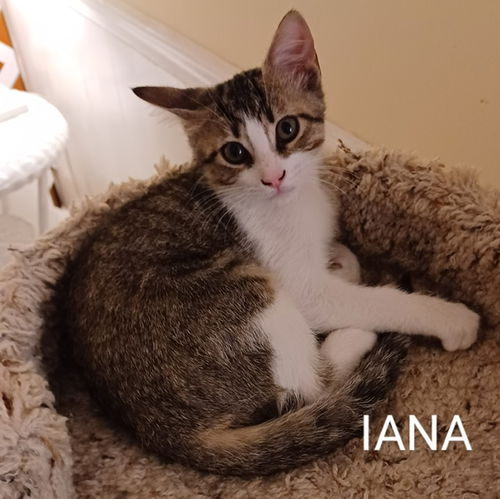 Iana