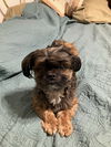 Oscar