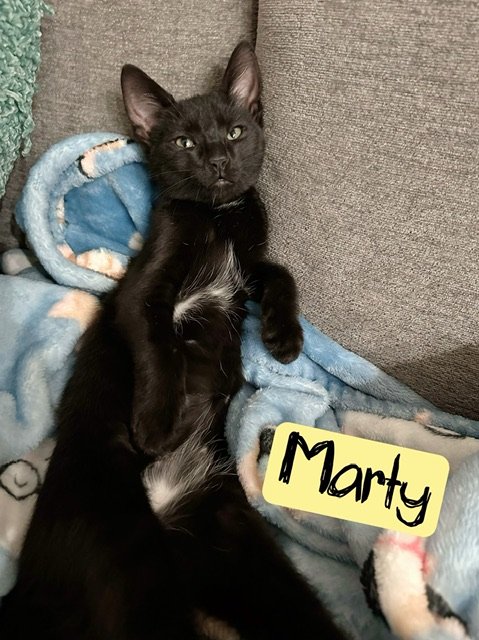 adoptable Cat in Boynton Beach, FL named Marty
