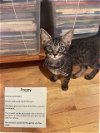 adoptable Cat in lake worth, FL named Poppy