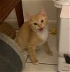 adoptable Cat in lake worth, FL named Conan