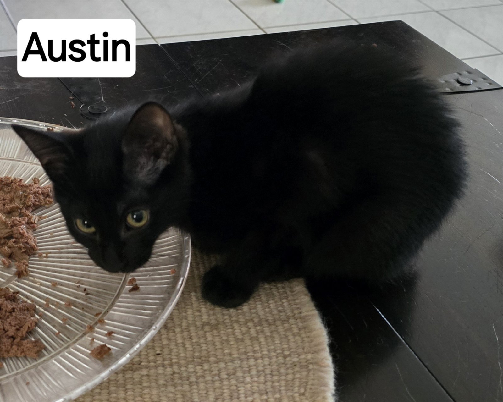 adoptable Cat in Boynton Beach, FL named Austin