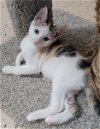 adoptable Cat in boynton beach, FL named Frances