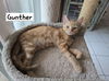 adoptable Cat in Boynton Beach, FL named Gunther