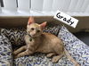 adoptable Cat in Boynton Beach, FL named Grady