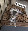 adoptable Cat in Boynton Beach, FL named Chamois