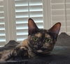 adoptable Cat in , FL named Gabbi