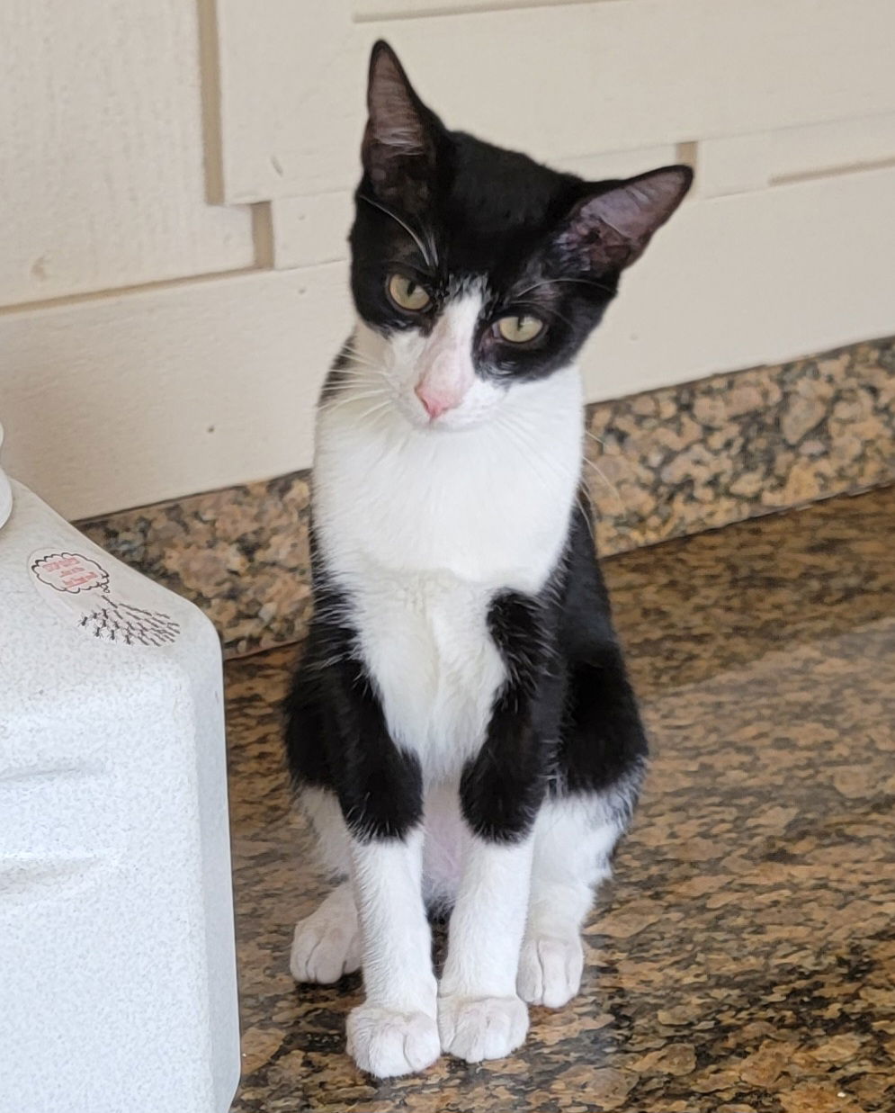 adoptable Cat in Boynton Beach, FL named Sox