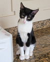 adoptable Cat in , FL named Sox