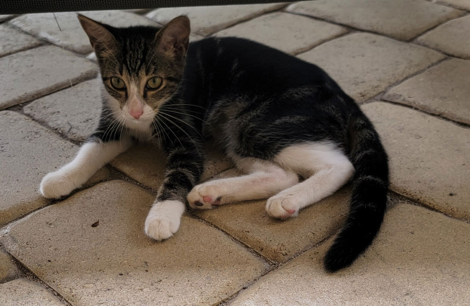 adoptable Cat in Boynton Beach, FL named Khalua