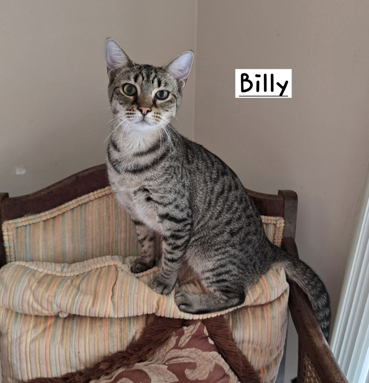 adoptable Cat in Boynton Beach, FL named Billy