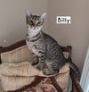 adoptable Cat in , FL named Billy