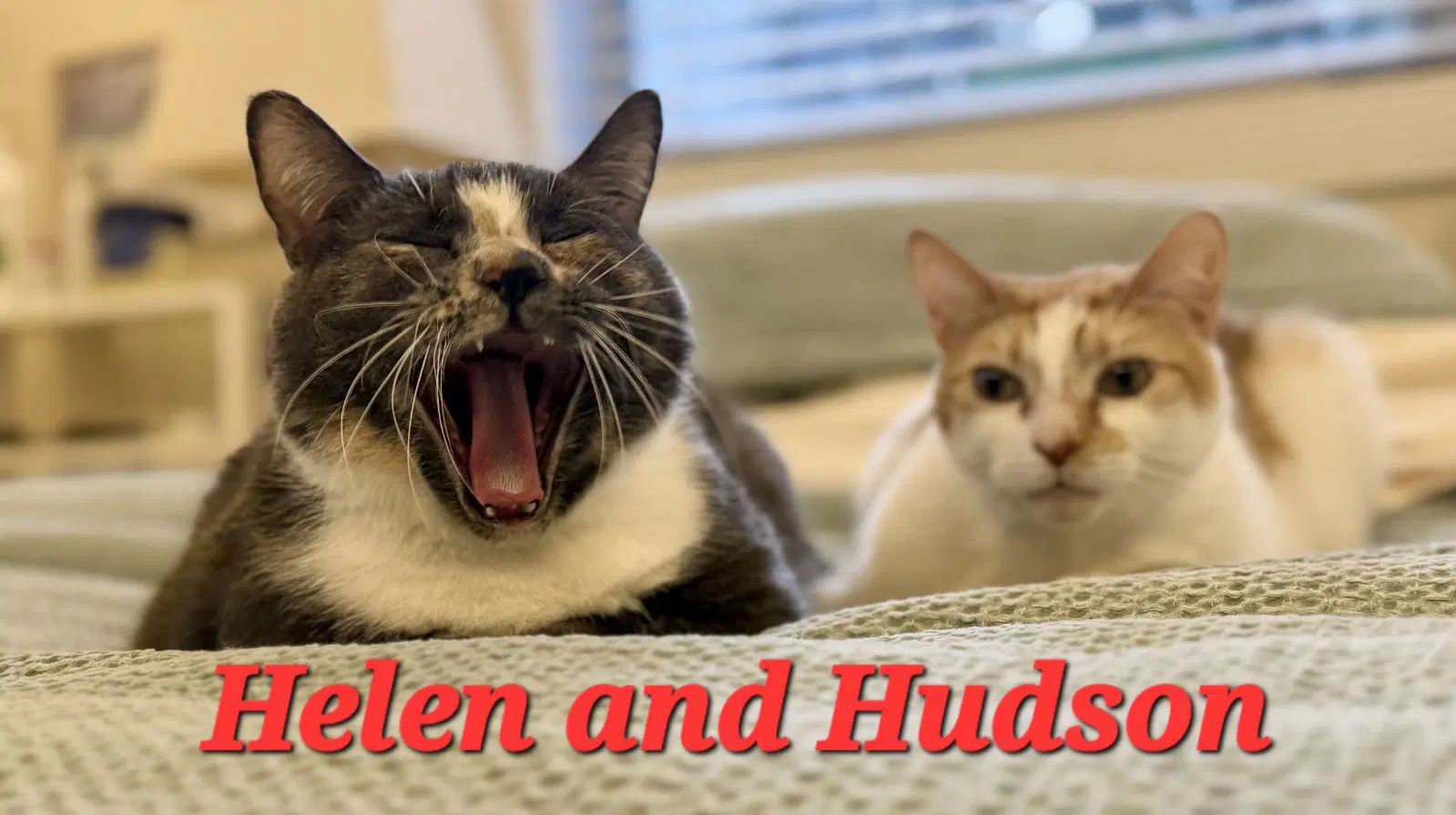 Hudson - Domestic Short Hair