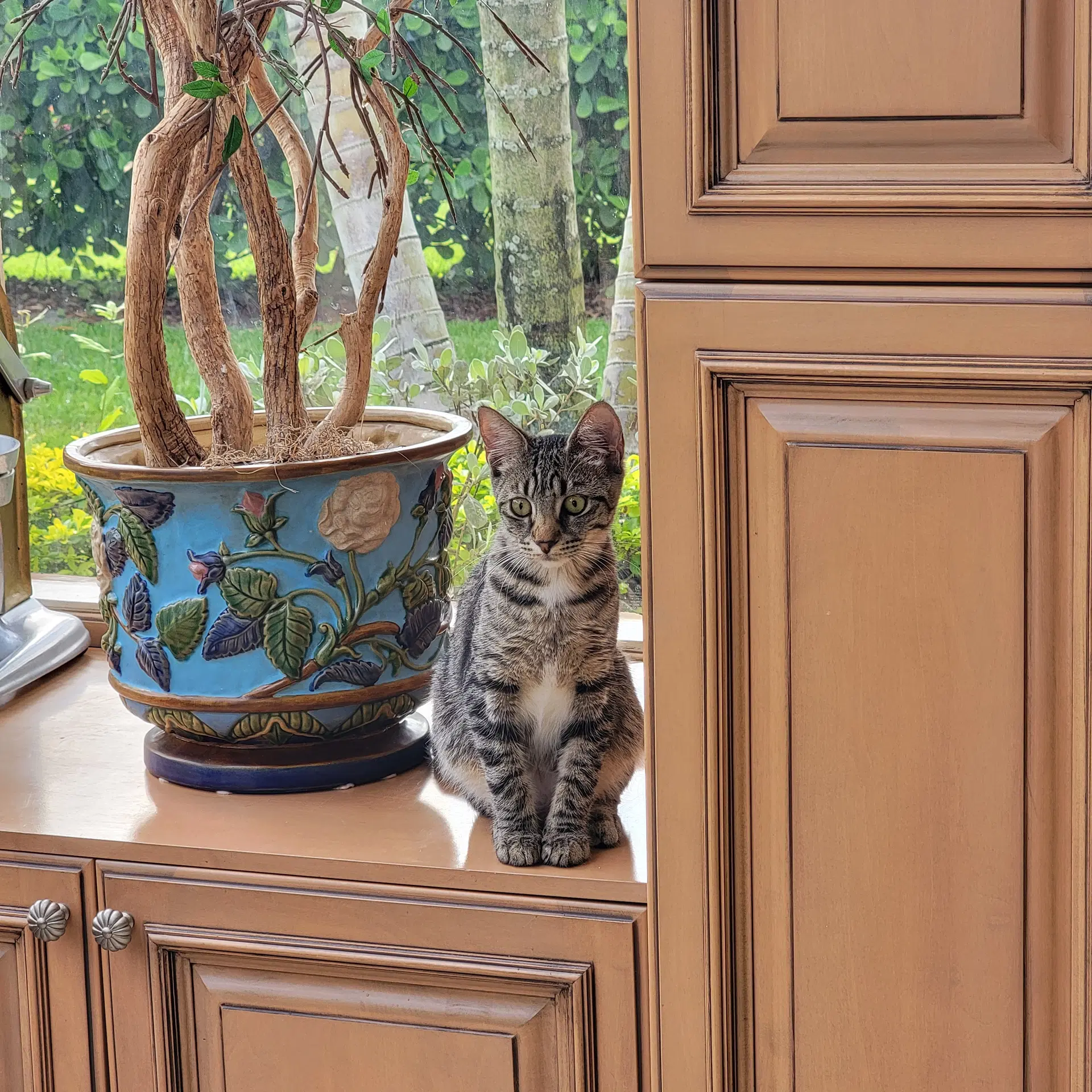Wallis - Tabby