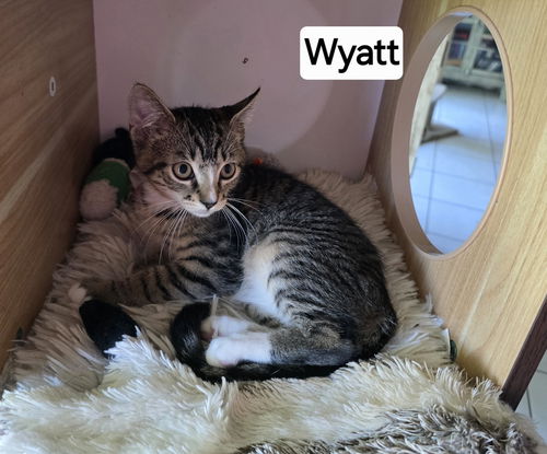 Wyatt