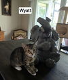 Wyatt