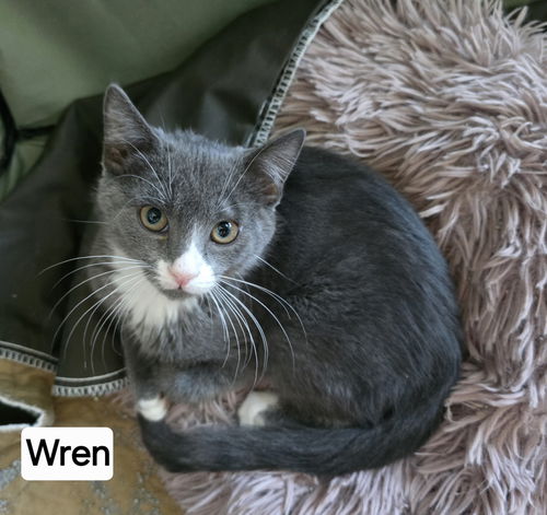 Wren